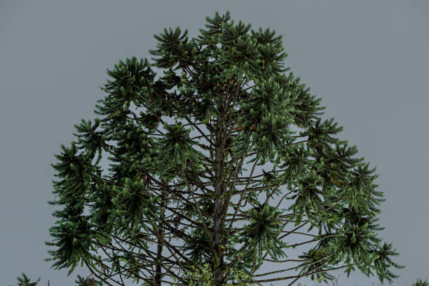 Pino Paraná Nighttime shot of a Paraná pine araucaria araucana stock pictures, royalty-free photos & images