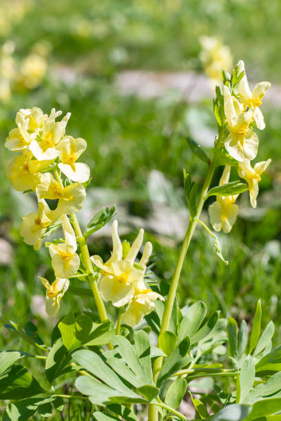 Close-up Bright yellow natural background, texture from spring flowers Yellow Corydalis in sunny May Close-up Bright yellow natural background, texture from spring flowers Yellow Corydalis in sunny May, spring, selective focus, vertical. Earth Hour, World Environment Day, corydalis lutea stock pictures, royalty-free photos & images