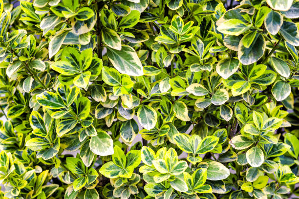 Close-up of euonymus leaves, top view. Euonymus fortunei emeralnd gold cultivar leaves Close-up of euonymus leaves. Foliage of Euonymus variegated emeralnd gold cultivar leaves, yellow and green leaf, foliage background, selective focus. Foliage Euonymus japonicus or evergreen spindle winged spindletree stock pictures, royalty-free photos & images