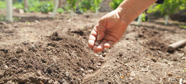 istock Female hand planting seeds beans in soil. 1406138097