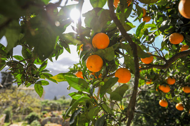 Orange tree with ripe fruit Oranges ready for harvest on a green orange tree. Cloudless, blue sky behind. orange tree stock pictures, royalty-free photos & images