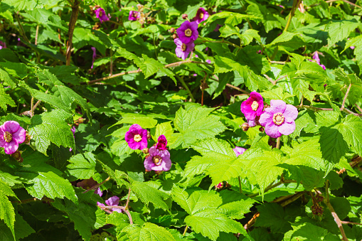 Flowering raspberry pink flower outdoors. Latin name Rubus odoratus in bloom, selective focus. green pink natural background, celebration of life. blooming flowers festive background