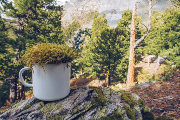Enamel white mug with the forest background and moss mockup. Trekking merchandise and camping gear marketing photo. Stock wildwood photo with white metal cup. Rustic scene, product mock up template stock photo