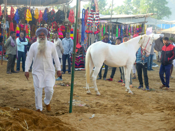 プシュカル・ラクダ・フェアのインド最高峰の牛祭りに馬が集まって取引されました。 - pet fair ストックフォトと画像