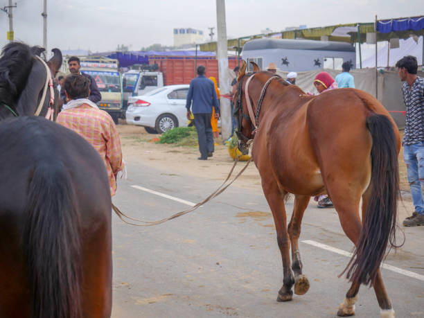 プシュカル・ラクダ・フェアのインド最高峰の牛祭りに馬が集まって取引されました。 - pet fair ストックフォトと画像