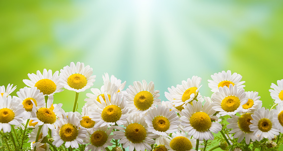 Panorama of white beautiful daisies with sunrise on the background. (selective focus ) Beautiful chamomile flowers in meadow. Spring or summer nature scene with blooming daisy in sun flares.