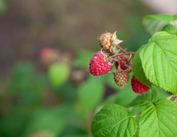istock Ripe raspberries on a green bush 1406140765