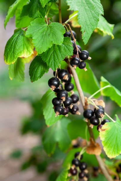 istock Clusters of black currant grow on a green bush 1406140772