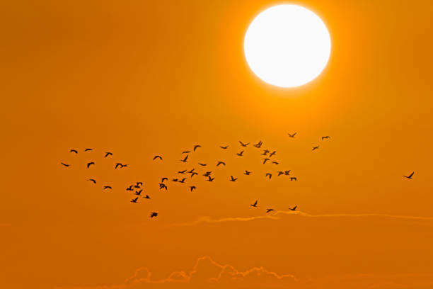 istock A flock of great cormorant  and sun 1406140786