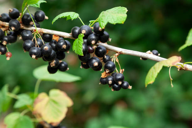 istock Clusters of black currant grow on a green bush 1406140788
