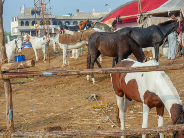 プシュカルキャメルフェアのインドのトップ牛祭りでの貿易のための馬の展示。 - pet fair ストックフォトと画像