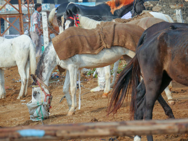 プシュカルキャメルフェアのインドのトップ牛祭りでの貿易のための馬の展示。 - pet fair ストックフォトと画像