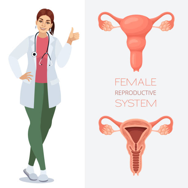 ilustraciones, imágenes clip art, dibujos animados e iconos de stock de doctora que muestra la anatomía del sistema reproductivo femenino. - menstruation tampon gynecological examination sex