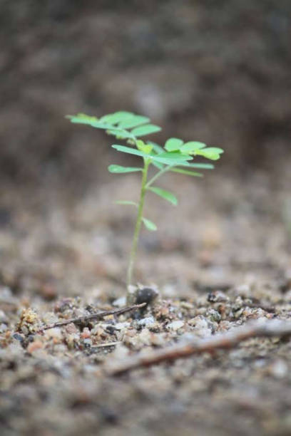 istock Growth of new plant 1406142559
