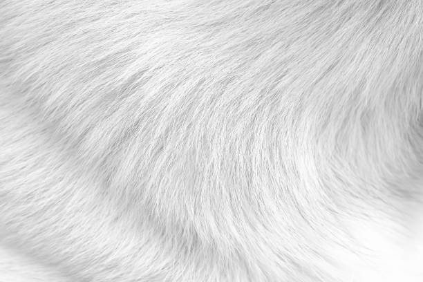 istock White gray dog fur texture long hair smooth patterns background 1406143378