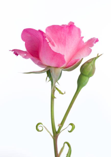 istock Blooming of pink rose 1406143744