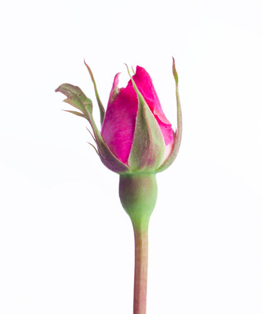 istock Blooming of pink rose 1406143762
