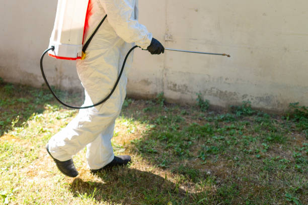 istock Man spraying insecticide on grass in lawn. 1406144808