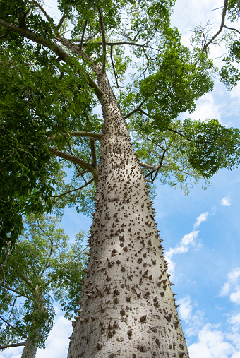 Spiked trunk Silk Floss Tree (Chorisia speciosa or Ceiba speciosa) . Spiky green tree