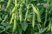 Pea bush with fresh ripe pods cultivated on vegetable garden
