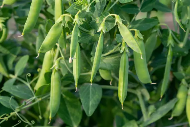 Bush of sweet pea with ripe pods cultivated on vegetable garden
