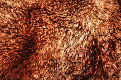 Close-up background bearskin full frame. Red brown bear fur natural skin. Animal wildlife concept and style for design, textures and wallpaper. Copy space