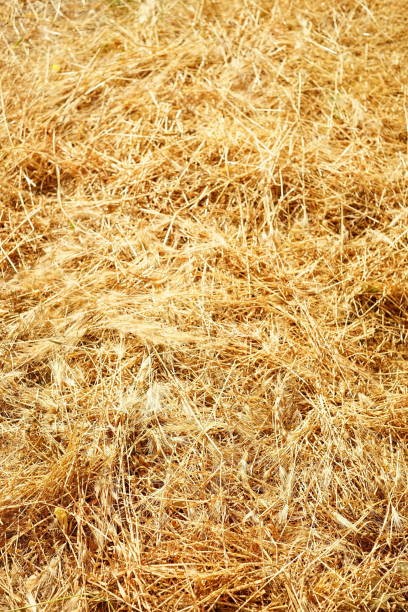 Dry summer grass, golden grass for background.
