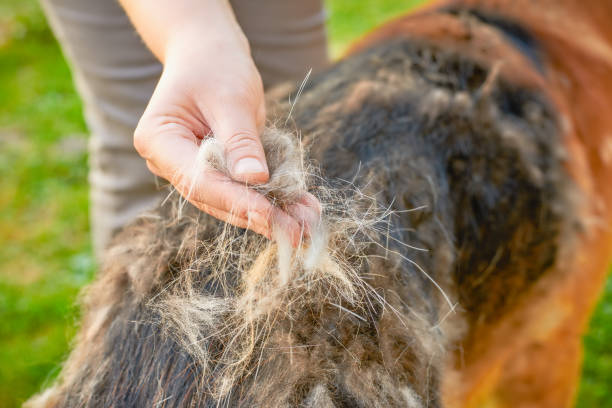 A piece of dog hair in hand and a dog A piece of dog hair in hand and a dog molting stock pictures, royalty-free photos & images