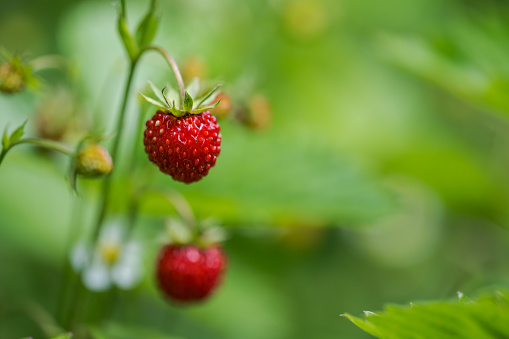 Wild Strawberry with Ripe Berries and Green Leaves