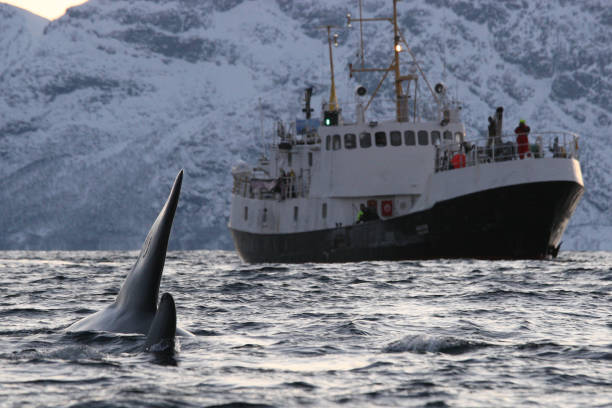 orcas or killer whales, Orcinus orca and whale watching ship in Kaldfjord, Tromso, Norway stock photo