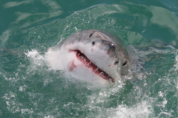 istock great white shark, Carcharodon carcharias, Gansbaai, South Africa 1406148604