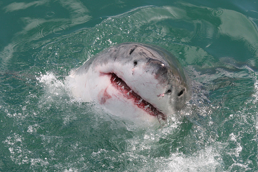 great white shark, Carcharodon carcharias, Gansbaai, South Africa