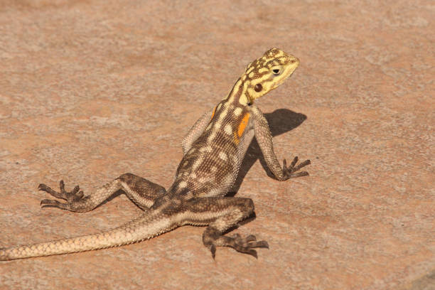 istock Namib rock agama, Agama planiceps, basking in the sun in the Erongo Mountains, Namibia 1406148944
