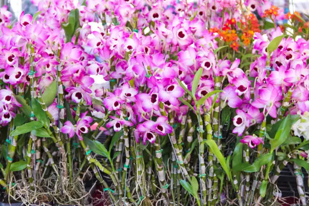 Pink purple dendrobium nobile orchids flowers blooming with green leaf  for sale in market background