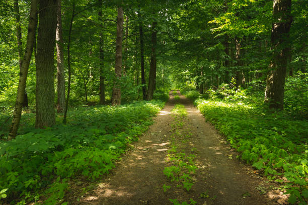 istock Dirt road through the green summer forest 1406150754