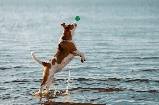 English Beagle dog jumping for ball in river.