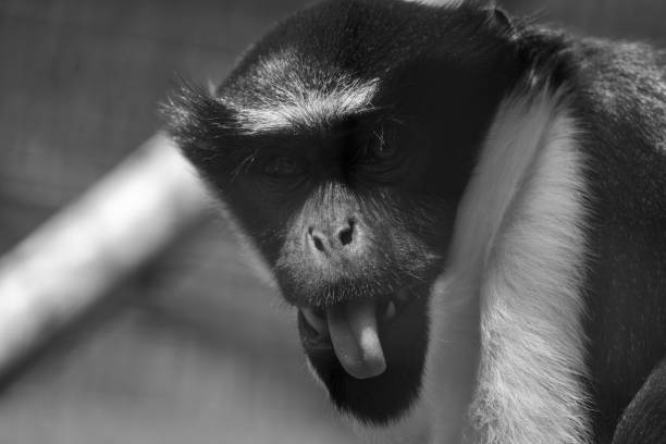 istock Diana Monkey sticking out his tongue 1406151229