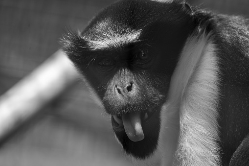 Diana Monkey sticking out his tongue