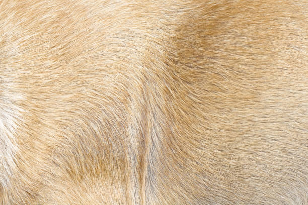 istock Brown yellow fur dog  texture smooth short patterns , animal hair space background 1406151241