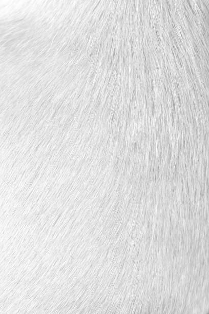 Cat fur gray texture patterns abstract , animal skin background