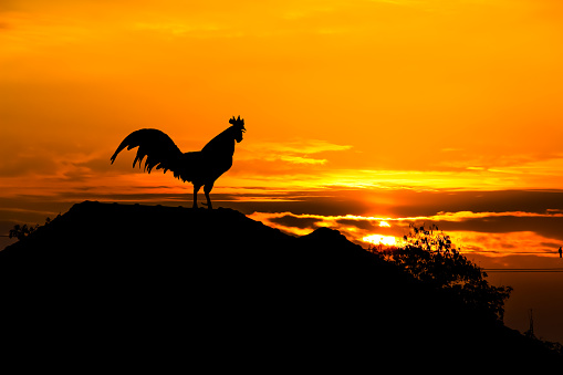 Silhouette rooster crowing on roof home on beautiful sunrise sky background in the morning background