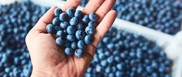 Freshly harvested blueberries in a fruit crate with men's hand inspecting the quality.