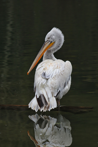 Dalmation Pelican gracefully observing