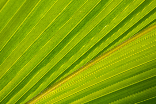 light and shadow of tropical large leaf texture background