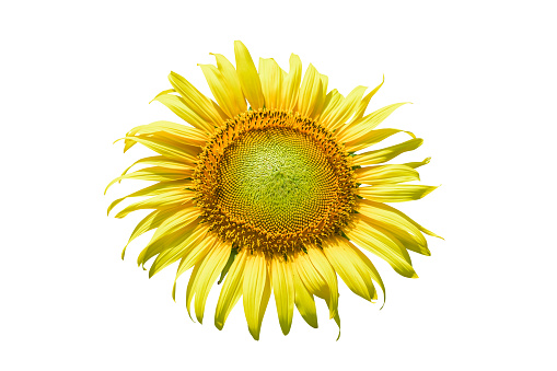 Sunflower isolated on white background. This has clipping path.