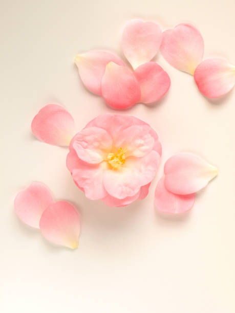 Frame of pink rose petals on white. YOU MIGHT ALSO LIKE: