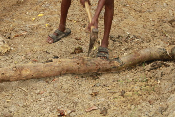 istock Indian Middle aged Manual worker Uses an Axe to Chop Firewood, Sunny Day. 1406157492