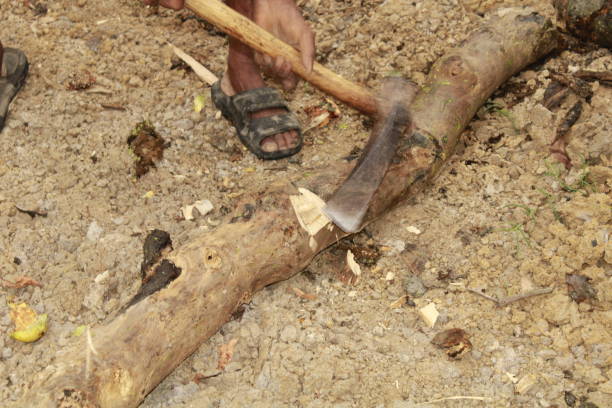 istock Indian Middle aged Manual worker Uses an Axe to Chop Firewood, Sunny Day. 1406157521