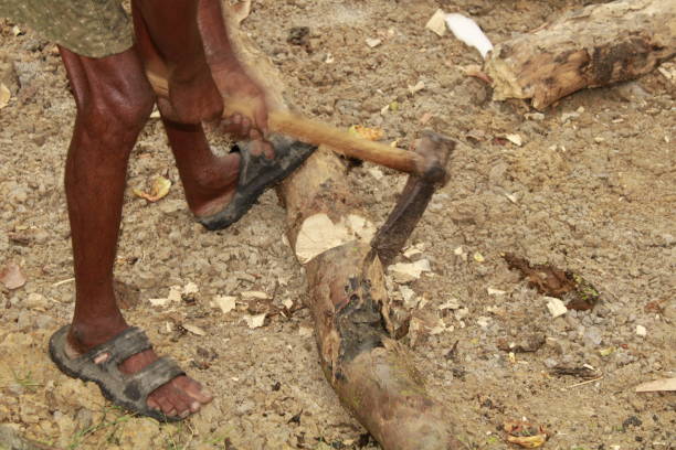 istock Indian Middle aged Manual worker Uses an Axe to Chop Firewood, Sunny Day. 1406157528