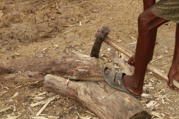 istock Indian Middle aged Manual worker Uses an Axe to Chop Firewood, Sunny Day. 1406157637